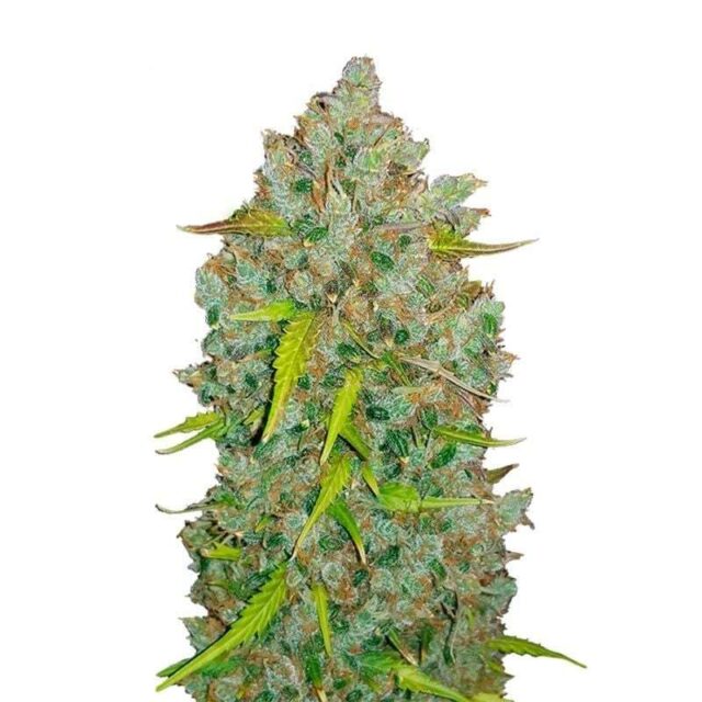 Bubblegum Auto de FastBuds