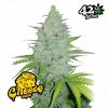 Cheese Auto de FastBuds
