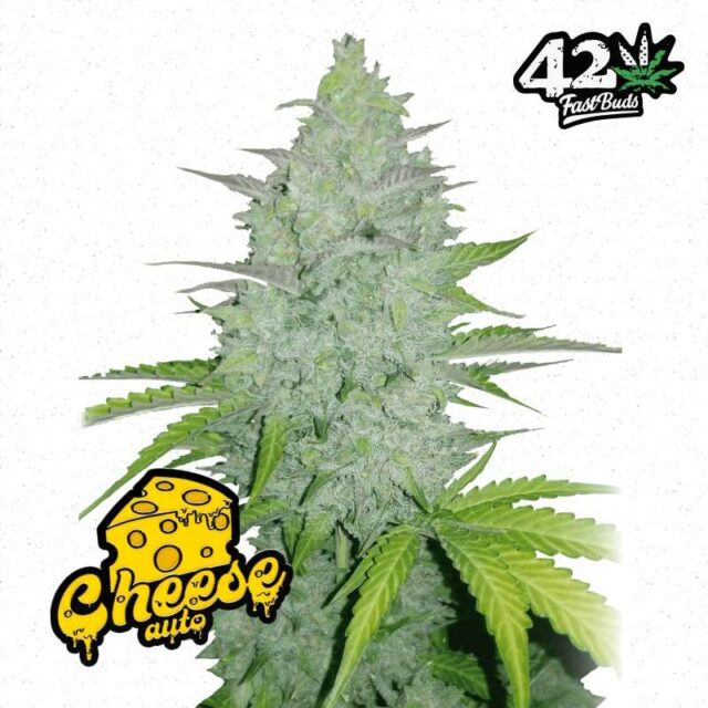 Cheese Auto de FastBuds