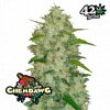 ChemDawg Auto de FastBuds