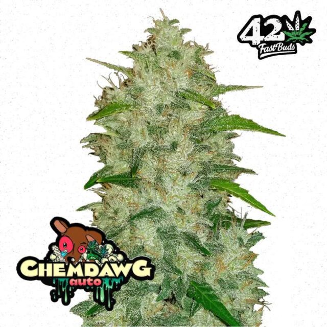 ChemDawg Auto de FastBuds