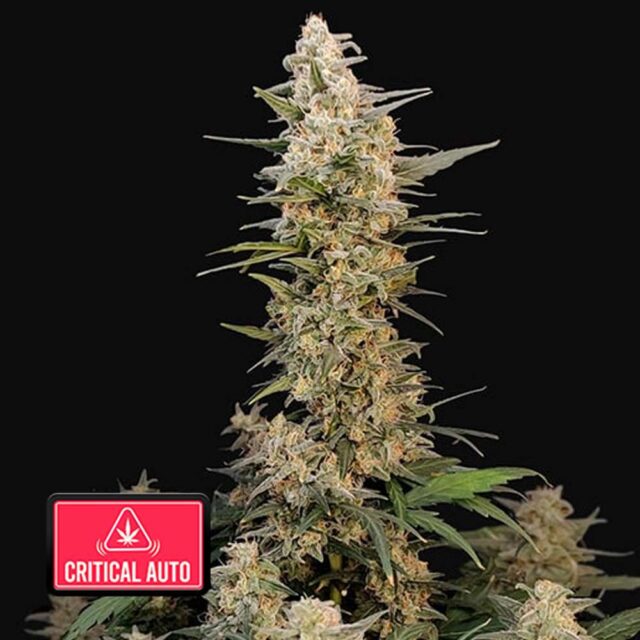 Critical Auto de FastBuds