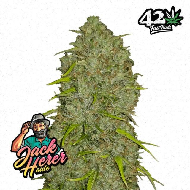 Jack Herer Auto de FastBuds