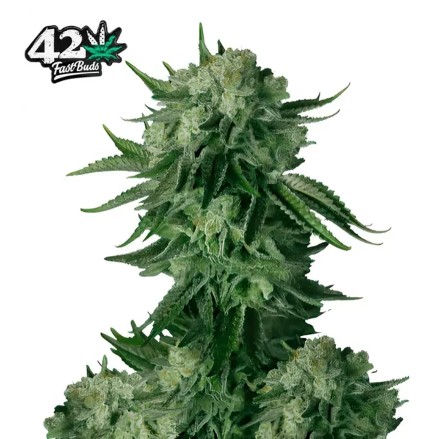 Moby Dick Auto de FastBuds