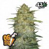 OG Kush Auto de FastBuds
