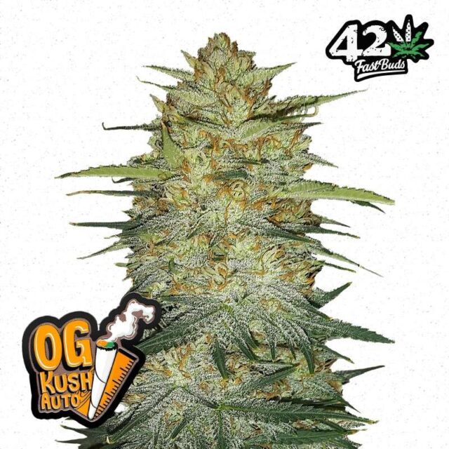OG Kush Auto de FastBuds