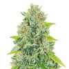 Russian Auto de FastBuds