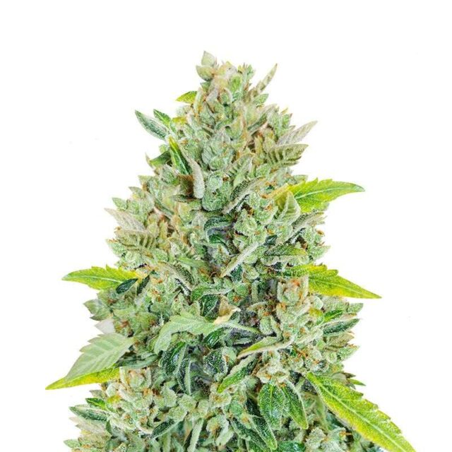 Russian Auto de FastBuds
