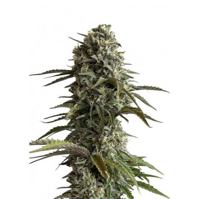 Skunk Auto de FastBuds