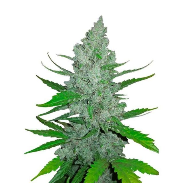 Sour Diesel Auto de FastBuds