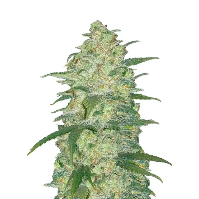 White Widow Auto de FastBuds