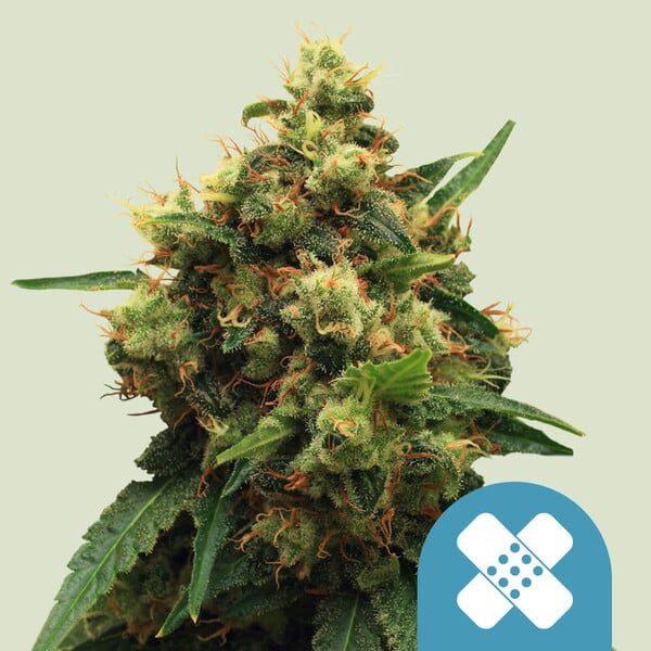 Painkiller XL feminizada de Royal Queen Seeds