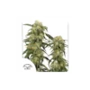 Pamir Gold feminizada de Dutch Passion