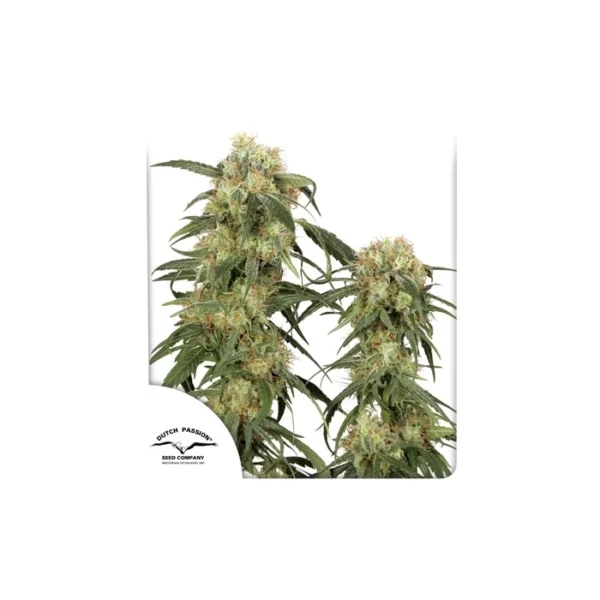 Pamir Gold feminizada de Dutch Passion