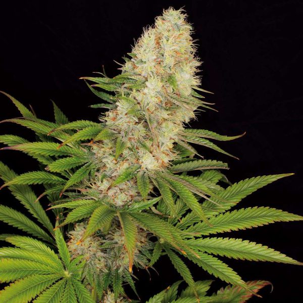 Panakeia High Terpenes feminizada de Buddha Seeds