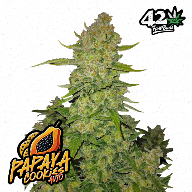 Papaya Cookies Auto de FastBuds