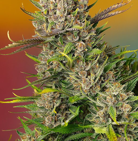 Papaya Zoap Auto de Sweet Seeds