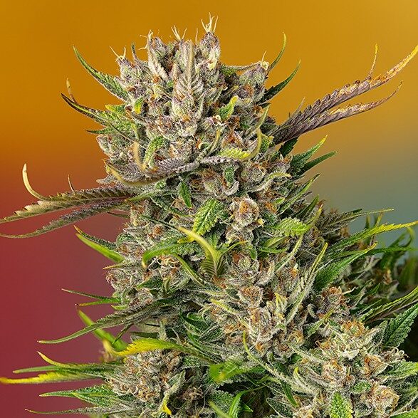 Papaya Zoap Auto de Sweet Seeds