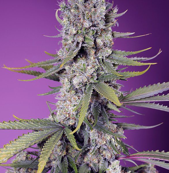 Papaya Zoap F1 Fast Version feminizada de Sweet Seeds