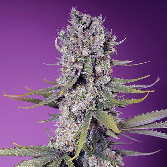 Papaya Zoap F1 Fast Version feminizada de Sweet Seeds
