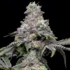 Papaya x Hollywood feminizada de Cookies Seed Bank