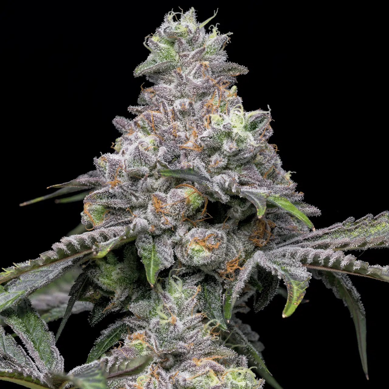 Papaya x Hollywood feminizada de Cookies Seed Bank - Imagen 2