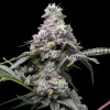 Papaya x Hollywood feminizada de Cookies Seed Bank