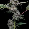 Papaya x Hollywood feminizada de Cookies Seed Bank