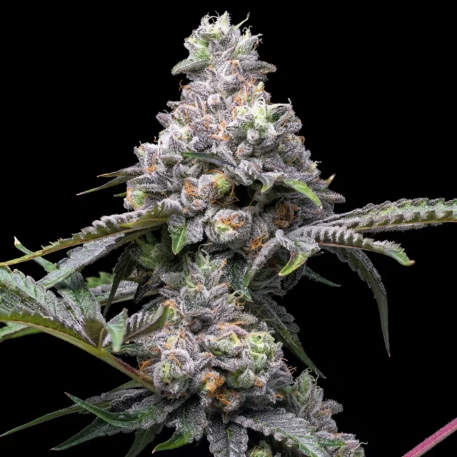 Papaya x Hollywood feminizada de Cookies Seed Bank