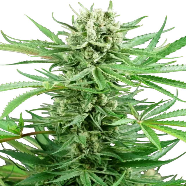 Papi Chulo OG feminizada de Sensi Seeds