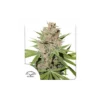 Passion Fruit feminizada de Dutch Passion