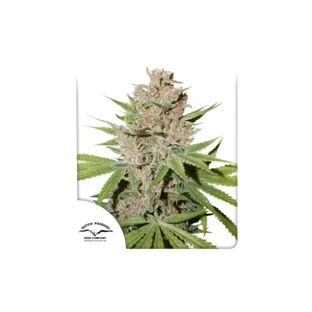 Passion Fruit feminizada de Dutch Passion