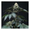 Peach Lassi feminizada de Perfect Tree
