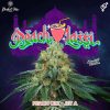 Peach Lassi feminizada de Perfect Tree