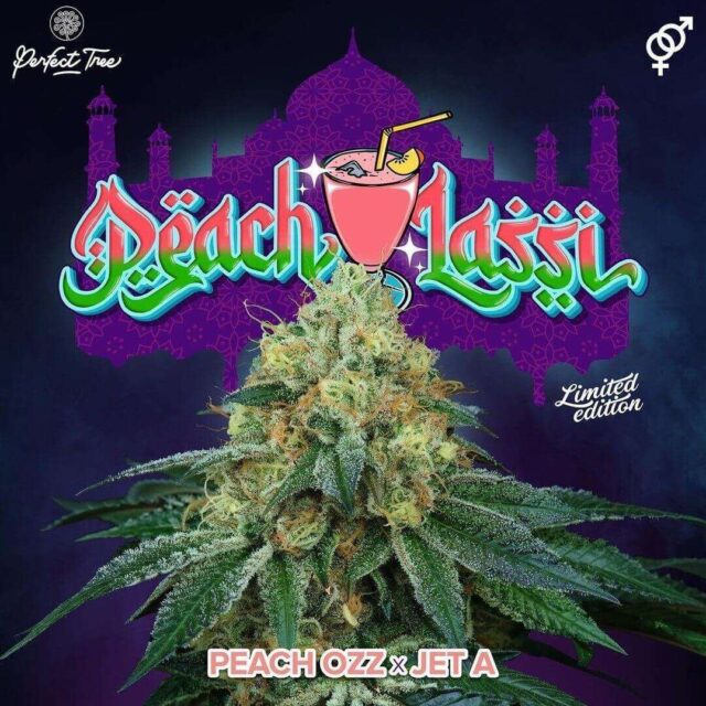 Peach Lassi feminizada de Perfect Tree