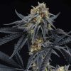 Peach Sherbet OG feminizada de Perfect Tree