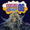 Peach Sherbet OG feminizada de Perfect Tree