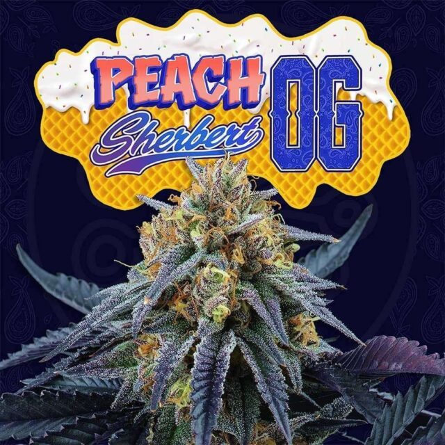 Peach Sherbet OG feminizada de Perfect Tree