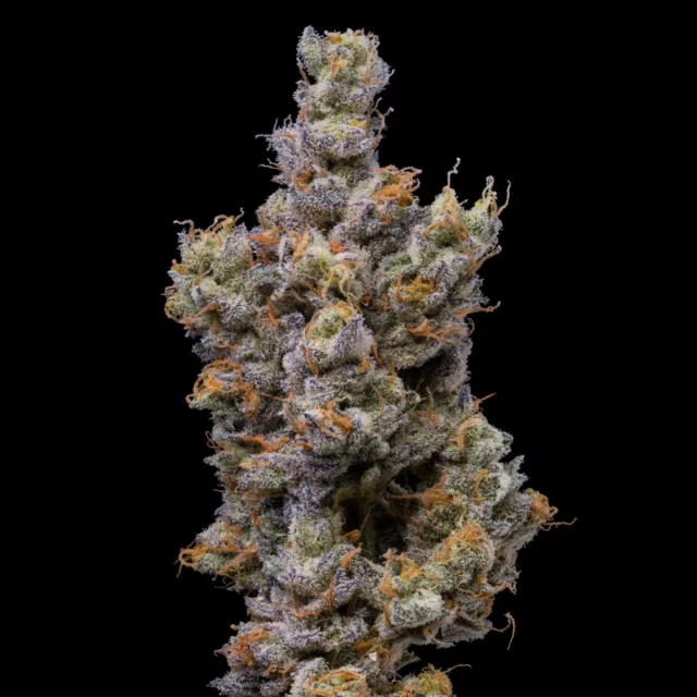 Peach Tea feminizada de Cookies Seed Bank
