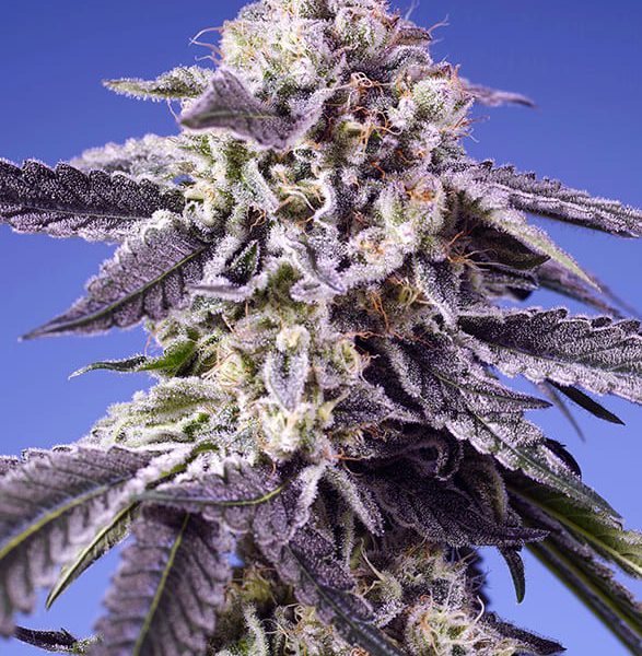 Permanent Jealousy XL Auto de Sweet Seeds