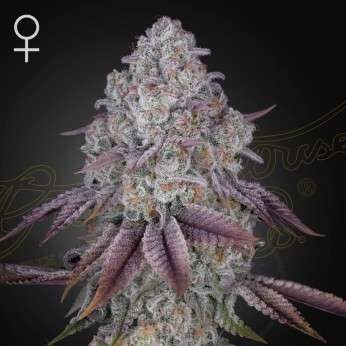 Persian Pie feminizada de Green House Seeds