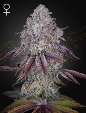 Persian Pie feminizada de Green House Seeds