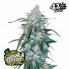 Pineapple Express Auto de FastBuds