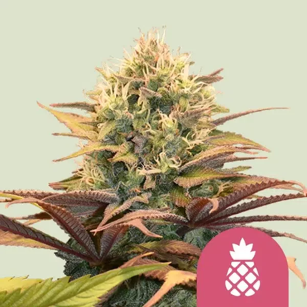 Pineapple Kush feminizada de Royal Queen Seeds