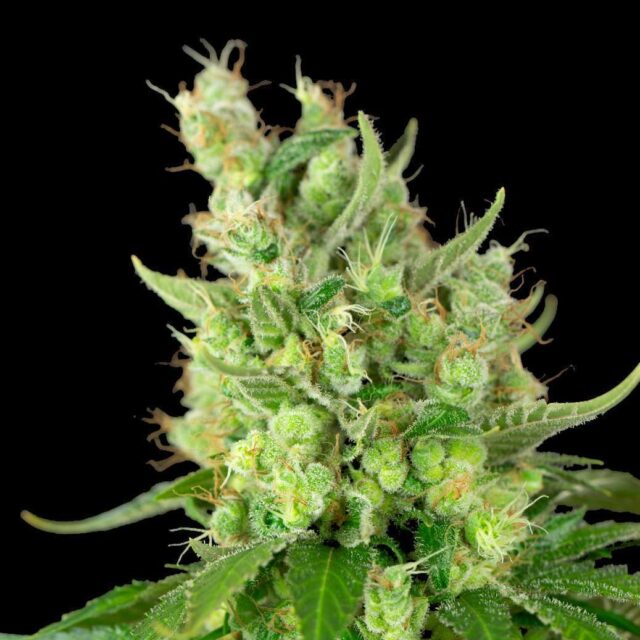 Pineapple Express Auto de XXL Seeds