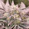 Pink Bacio feminizada de Karma Genetics