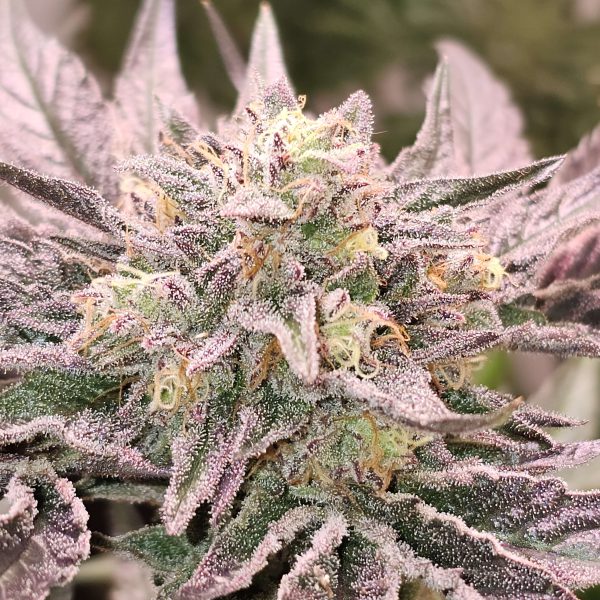 Pink Bacio feminizada de Karma Genetics
