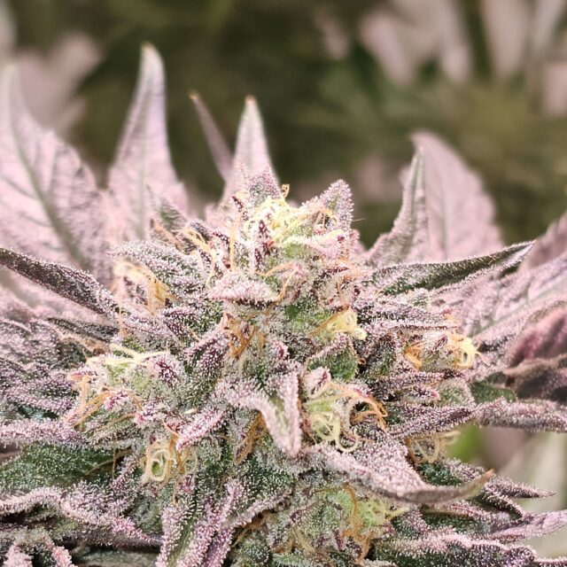 Pink Bacio feminizada de Karma Genetics