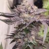 Pink Bacio feminizada de Karma Genetics