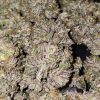 Pink Bacio feminizada de Karma Genetics